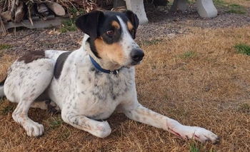 Imagen de la nota: Amiguita necesita una cirugía urgente