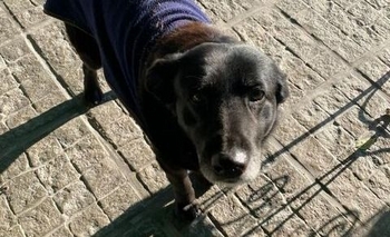 Imagen de la nota: Buscan a los dueños de una perrita en la zona de La Máxima