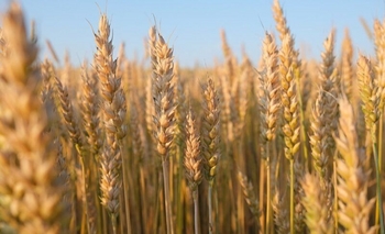 Por el aumento de la molienda de trigo creció la producción de harina Imagen de la nota: Por el aumento de la molienda de trigo creció la producción de harina