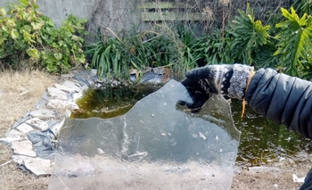 Imagen de la nota: Impresionante video: así encontraron el estanque de su casa