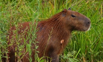 Imagen de la nota: Legislatura: presentan el proyecto de Ley Carpincho para proteger a la fauna silvestre