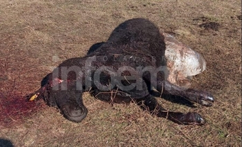 Carnearon una vaca a punto de parir en un campo de Blanca Chica Imagen de la nota: Carnearon una vaca a punto de parir en un campo de Blanca Chica