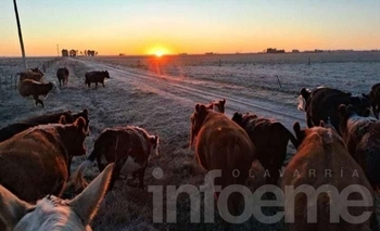 Imagen de la nota: Santa Luisa bajo cero: las imágenes de la helada en el campo