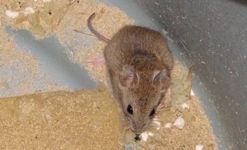 Imagen de la nota: Confirman otro caso de Fiebre Hemorrágica Argentina en San Nicolás y llegan a 18 en la provincia