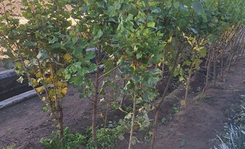 El Polo Industrial Sierra Chica recibió sauces y álamos de la Unidad 17  Imagen de la nota: El Polo Industrial Sierra Chica recibió sauces y álamos de la Unidad 17