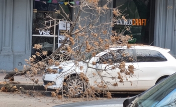 Imagen de la nota: Cayó una rama e impactó contra un auto en pleno centro