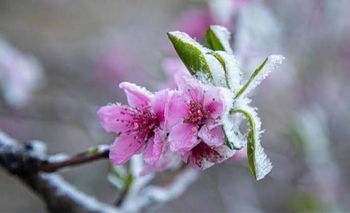 Imagen de la nota: Olavarría tendrá una “falsa primavera” esta semana 