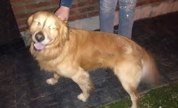 Se busca los dueños de este golden Imagen de la nota: Se busca los dueños de este golden