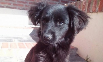 Imagen de la nota: Se busca esta cachorra, 