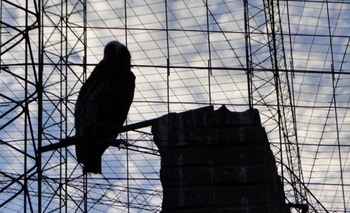 Imagen de la nota: No se sabe el causal de muerte del Cóndor Andino