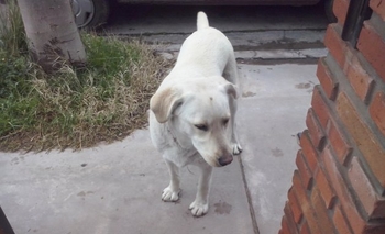 Imagen de la nota: Se encontró esta perra en el barrio Bancario