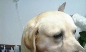 Imagen de la nota: Se busca a los dueños de este labrador