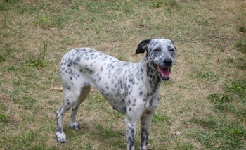 Imagen de la nota: Ayudanos a encontrar a 