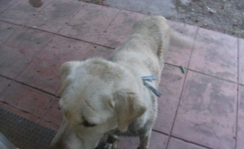 Imagen de la nota: Labrador con collar de Argentina busca a sus dueños