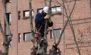 Imagen de la nota: Cronograma de poda: habrá recolección hasta el 17 de septiembre
