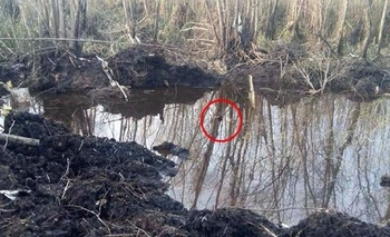 Hallaron restos humanos en la avioneta caída en el Delta Imagen de la nota: Hallaron restos humanos en la avioneta caída en el Delta