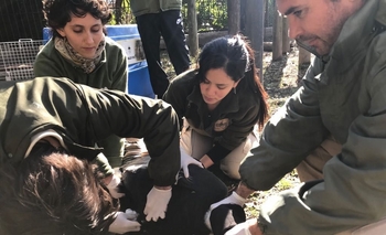 Llegan dos cóndores andinos al Bioparque “La Máxima” Imagen de la nota: Llegan dos cóndores andinos al Bioparque “La Máxima”