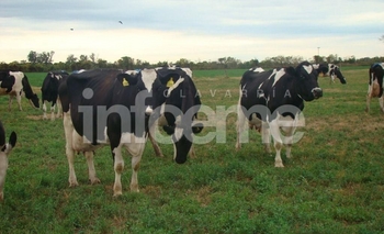 Imagen de la nota: Aseguran que en Argentina cierra un tambo por día