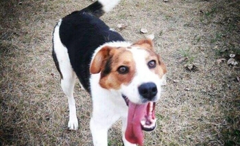 Imagen de la nota: Buscan a una perra que escapó con la tormenta 