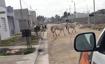 Imagen de la nota: Infracción por dejar caballos sueltos en medio de un barrio