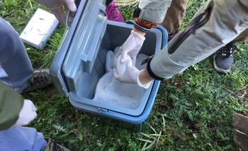 Cuna de Cóndores: puesta de huevo en La Máxima Imagen de la nota: Cuna de Cóndores: puesta de huevo en La Máxima