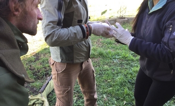 Segundo huevo de cóndor andino en  Imagen de la nota: Segundo huevo de cóndor andino en