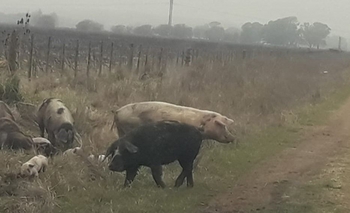 Imagen de la nota: Infracción por dejar cerdos sueltos en la vía pública