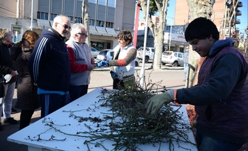 Tras la poda en la Plaza, entregaron rosas a los vecinos Imagen de la nota: Tras la poda en la Plaza, entregaron rosas a los vecinos