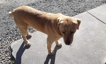 Imagen de la nota: Encontraron un perro labrador y buscan a sus dueños