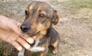 Buscan adopción responsable para “Firulais” Imagen de la nota: Buscan adopción responsable para “Firulais”