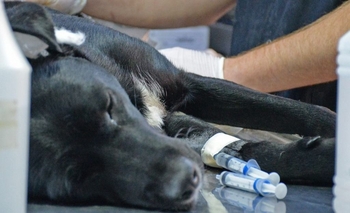 Imagen de la nota: El quirófano veterinario estará en el Acupo I