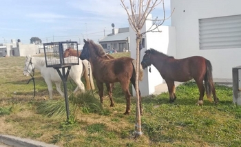 Imagen de la nota: Piden que no dejen caballos sueltos en la vía pública