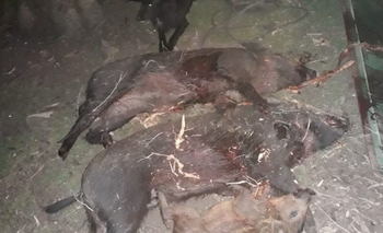 Imagen de la nota: Alerta por jabalíes en campos de Olavarría y la zona