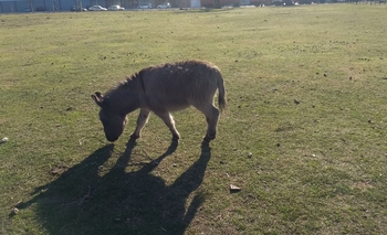 Incorporaron un burro a “La Máxima” Imagen de la nota: Incorporaron un burro a “La Máxima”