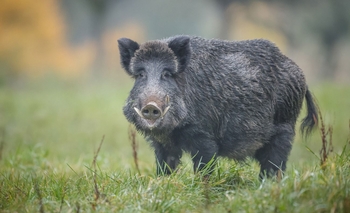 Imagen de la nota: Detectaron caso de triquinosis en un jabalí: los peligros de la carne de caza