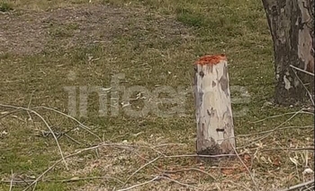 Imagen de la nota: Crece la tala de árboles indiscriminada en Olavarría