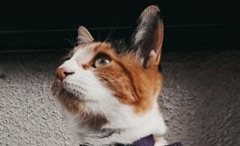 Imagen de la nota: Desesperada búsqueda de una gata en el barrio Pueblo Nuevo