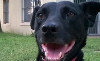 Imagen de la nota: Se perdió 