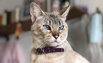 Imagen de la nota: Buscan a una gata siamesa perdida en el barrio Luján