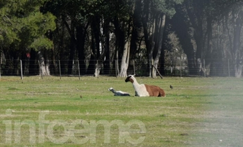 Personal de emergencias se capacitó en rescate de fauna Imagen de la nota: Personal de emergencias se capacitó en rescate de fauna