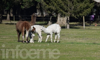 Video: así tuvo cría una llama del Bioparque La Máxima Imagen de la nota: Video: así tuvo cría una llama del Bioparque La Máxima