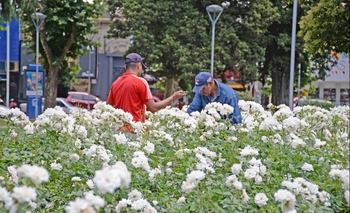 Realizarán la tradicional poda de rosas en la Plaza Central Imagen de la nota: Realizarán la tradicional poda de rosas en la Plaza Central
