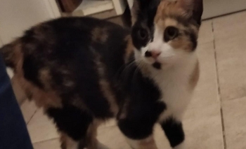 Imagen de la nota: Buscan a una gatita que se perdió el domingo 