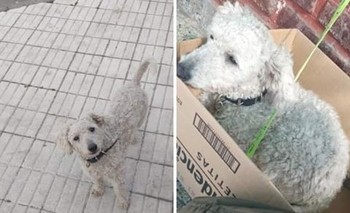 Imagen de la nota: Encontró un perro perdido pero ya no lo puede tener