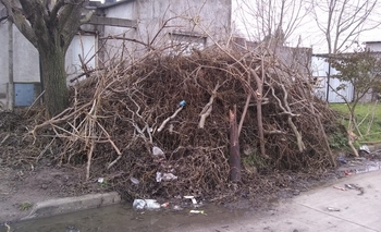 Imagen de la nota: Podaron un árbol y nunca se llevaron las ramas