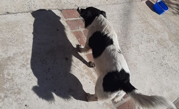 Imagen de la nota: Un perro lo siguió desde el centro a Pueblo Nuevo