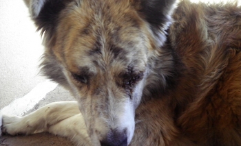 Imagen de la nota: Desesperada búsqueda de un perro ciego y muy enfermo