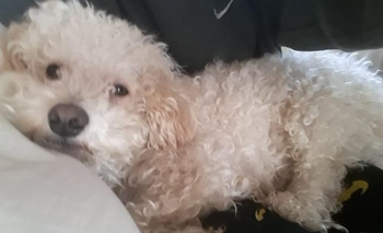 Imagen de la nota: Encontraron al caniche 