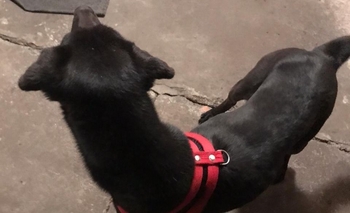 Imagen de la nota: Encontraron una perrita y buscan a su familia