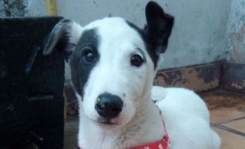 Imagen de la nota: Buscan a Tokio